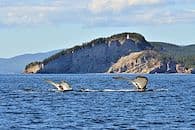 Gaspésie symphonie